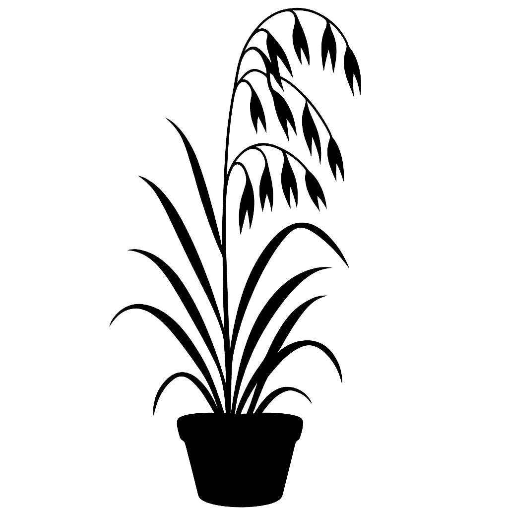 Avena byzantina