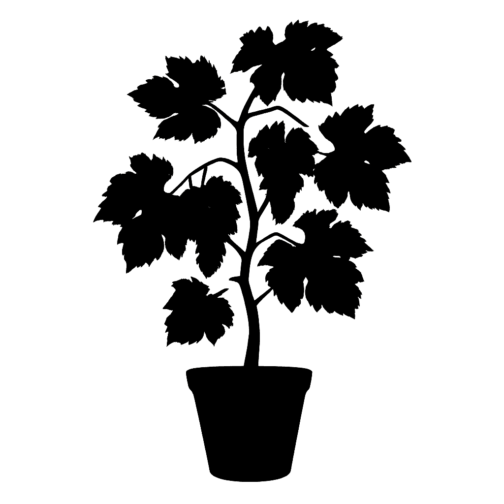 Vitis vinifera