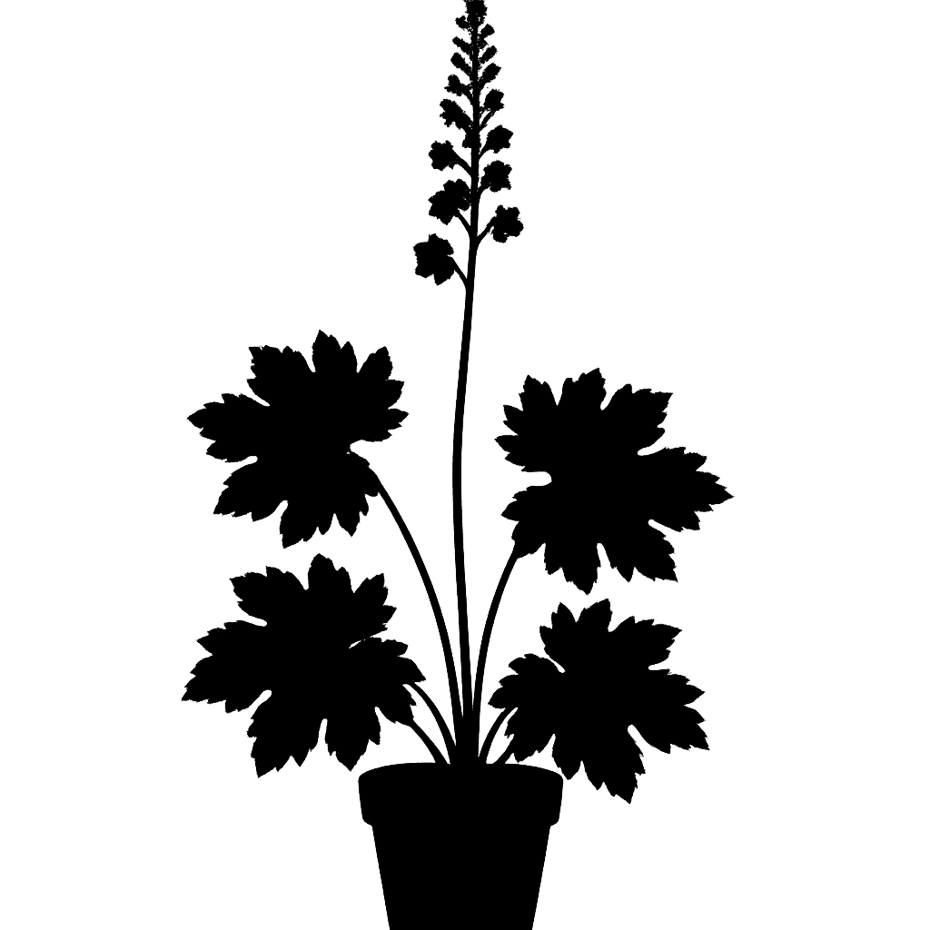 Peltoboykinia tellimoides