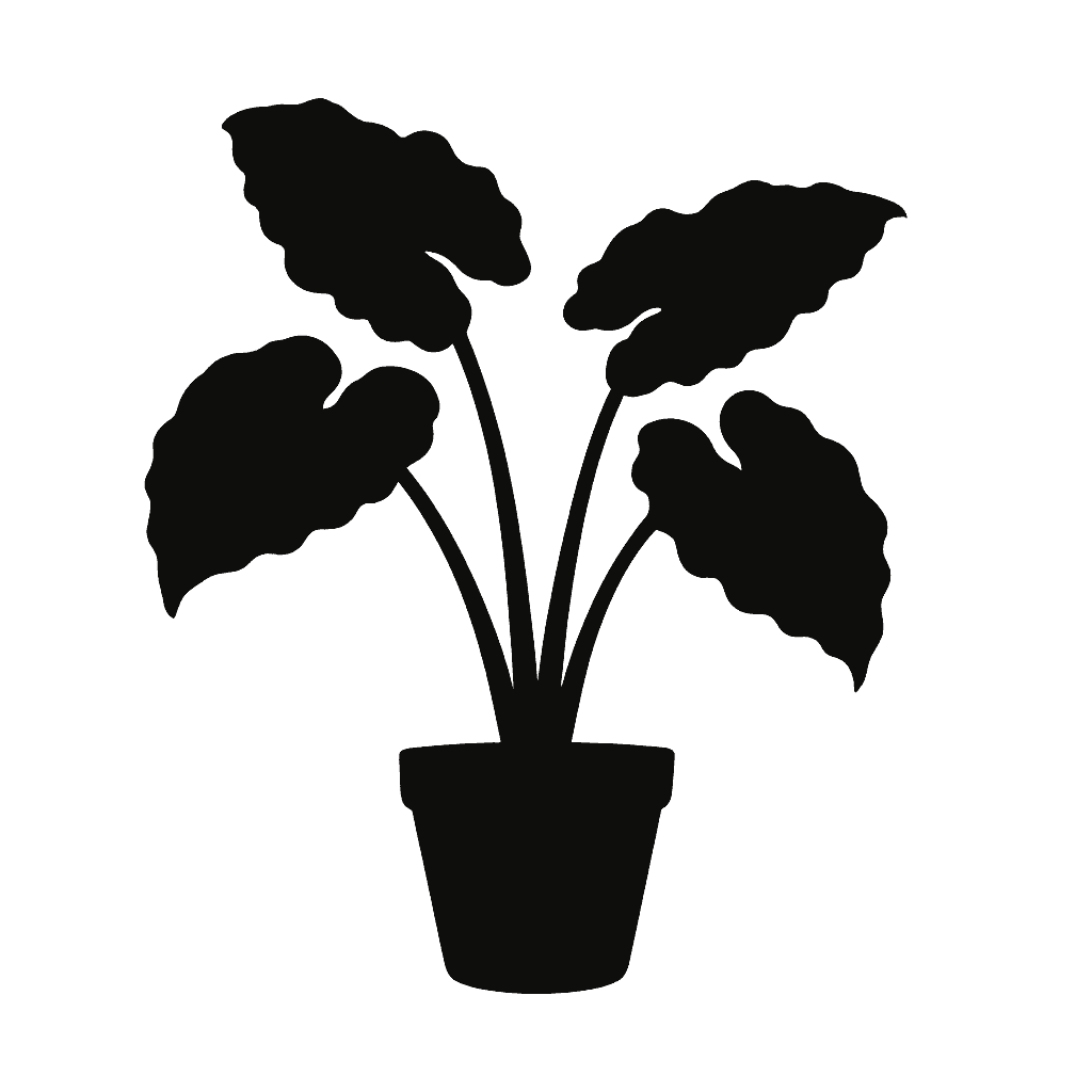 Alocasia baginda
