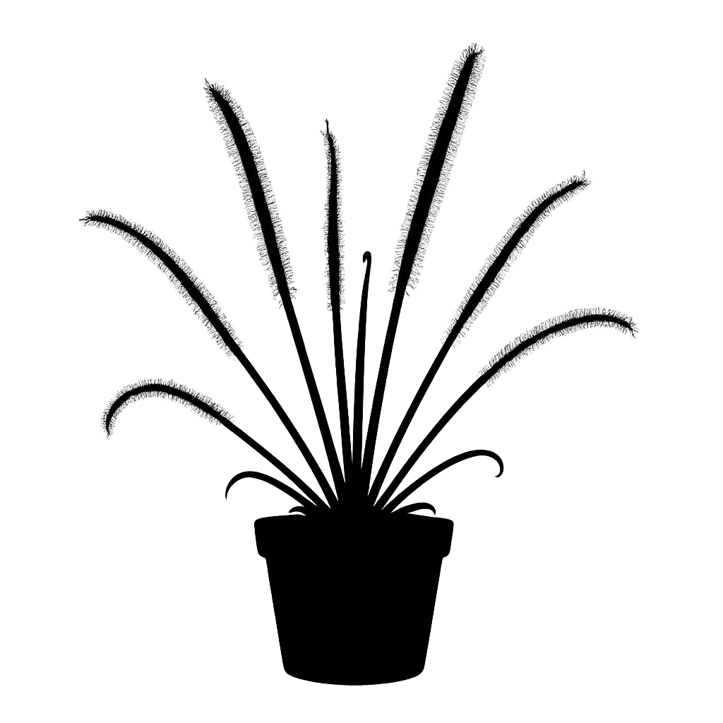 Drosera regia