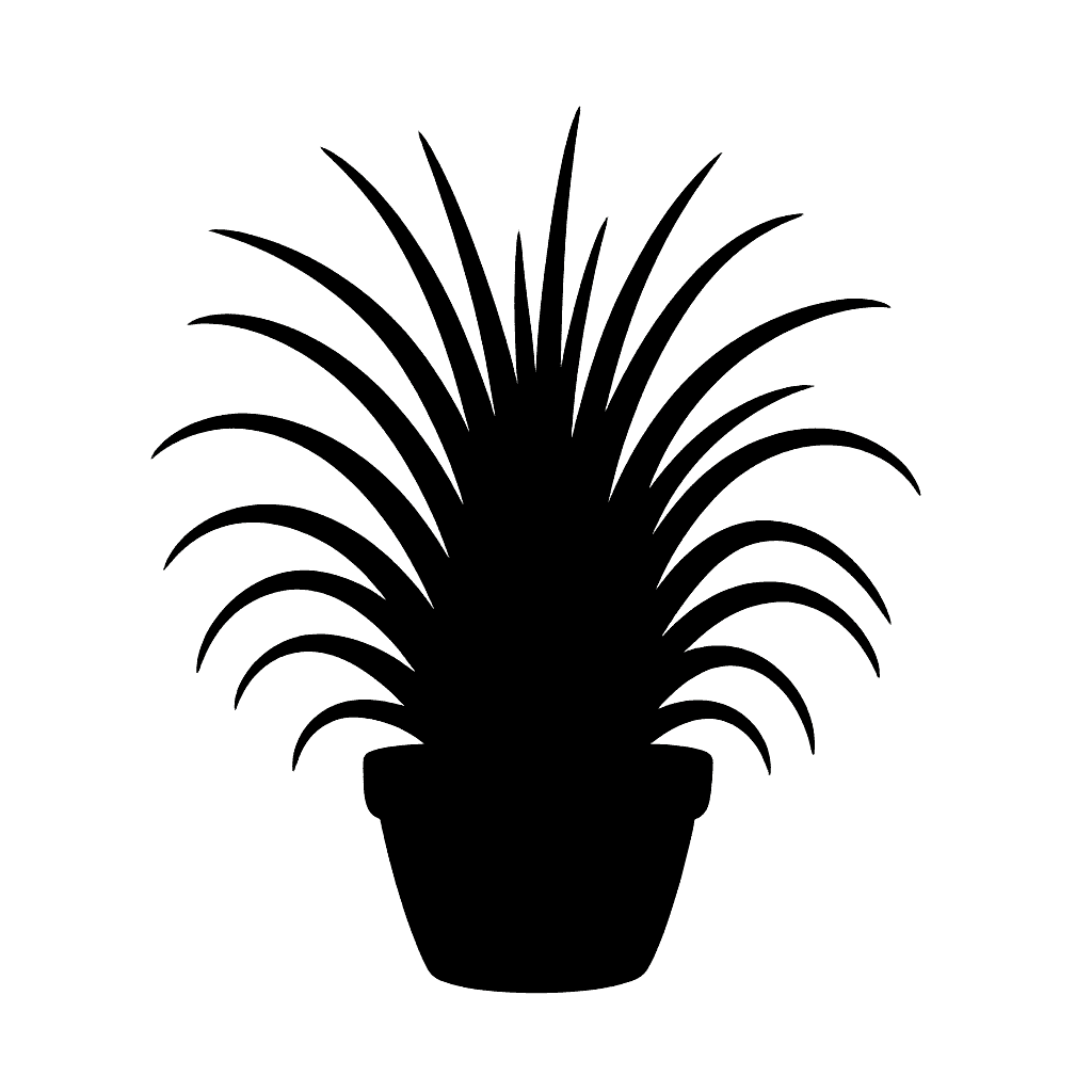 Tillandsia ionantha