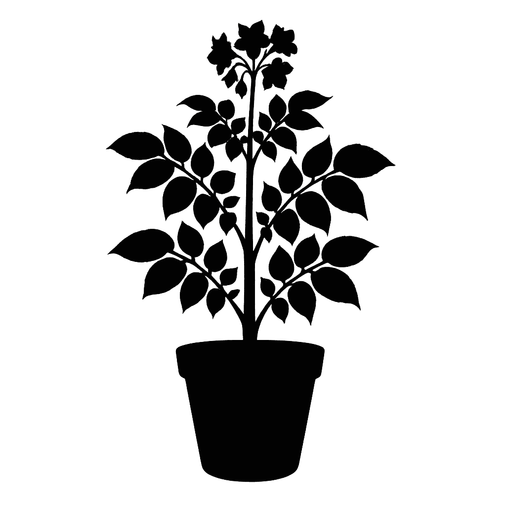 Solanum tuberosum