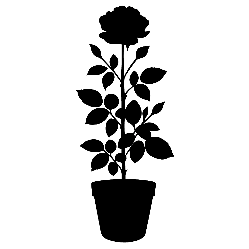 Rosa sp.