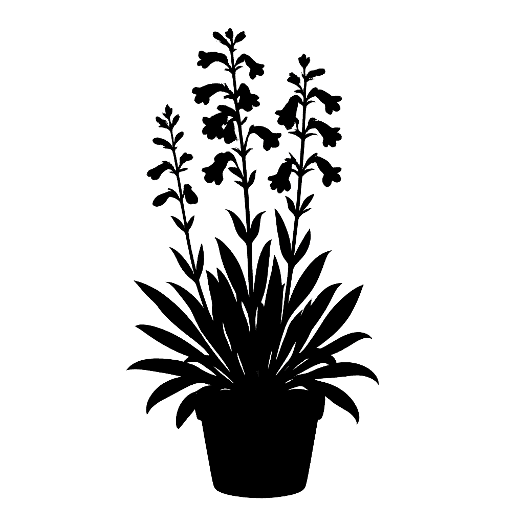 Penstemon pachyphyllus