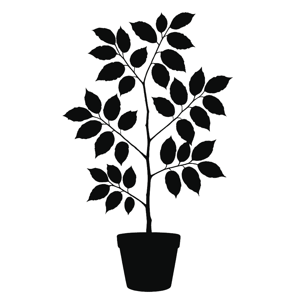 Pterospermum obliquum