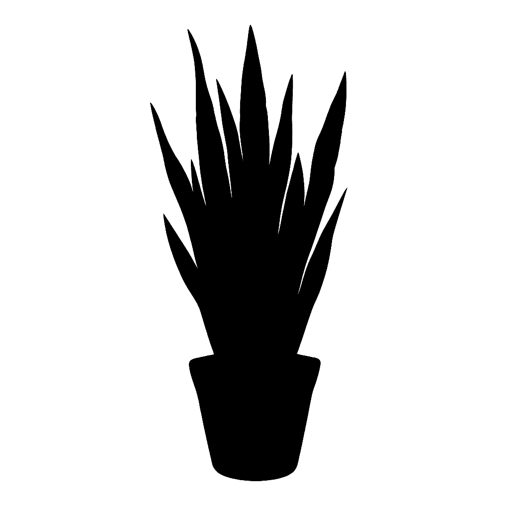 Dracaena trifasciata