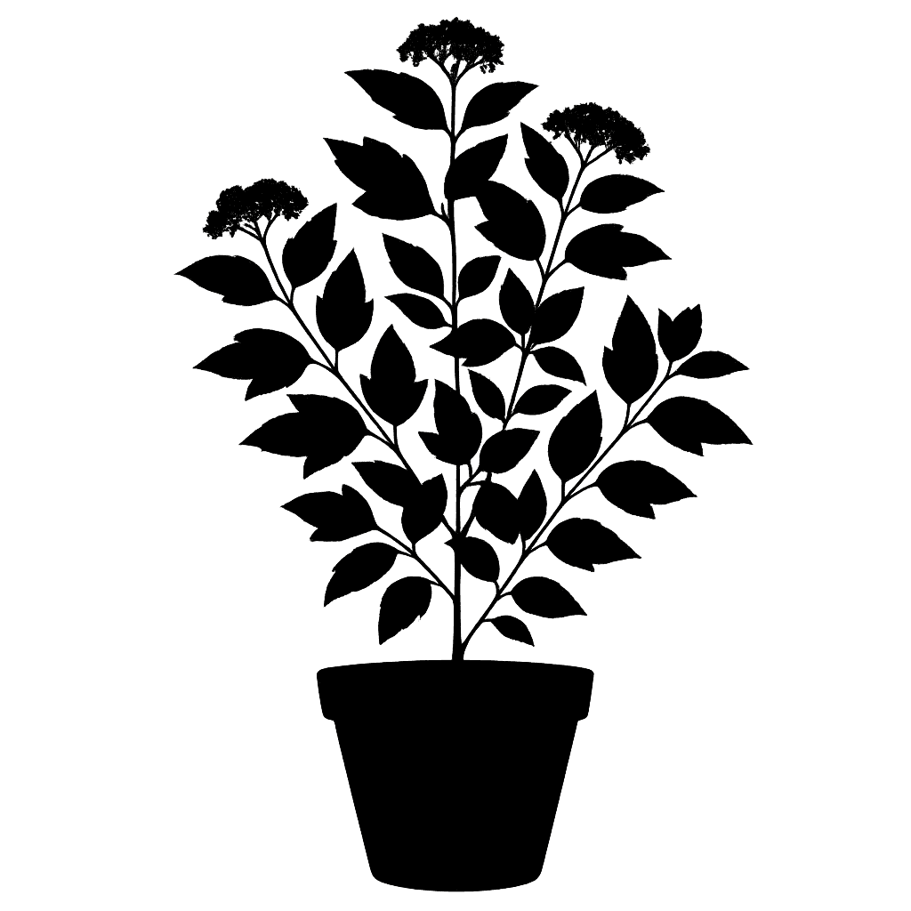 Viburnum erubescens