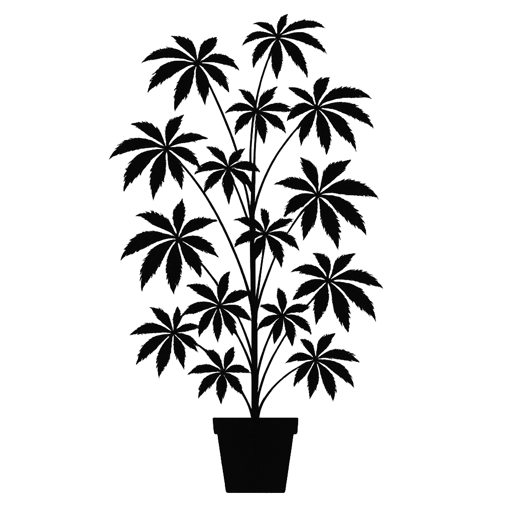 Schefflera elegantissima
