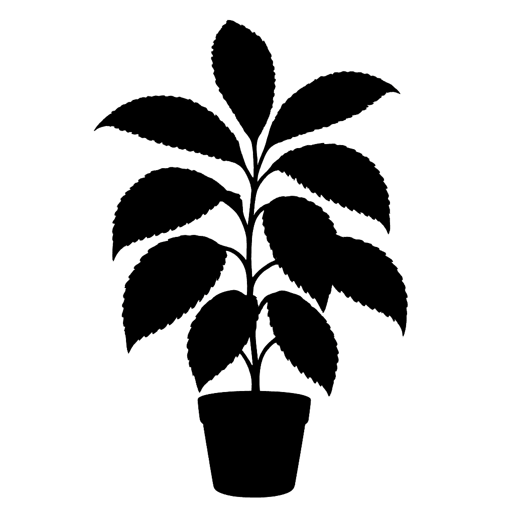 Hoffmannia acuminata