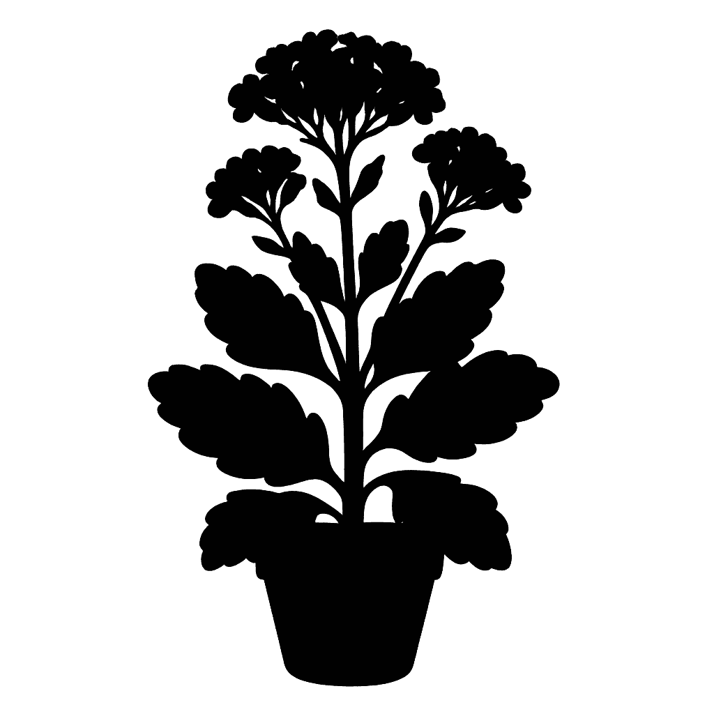 Kalanchoe blossfeldiana