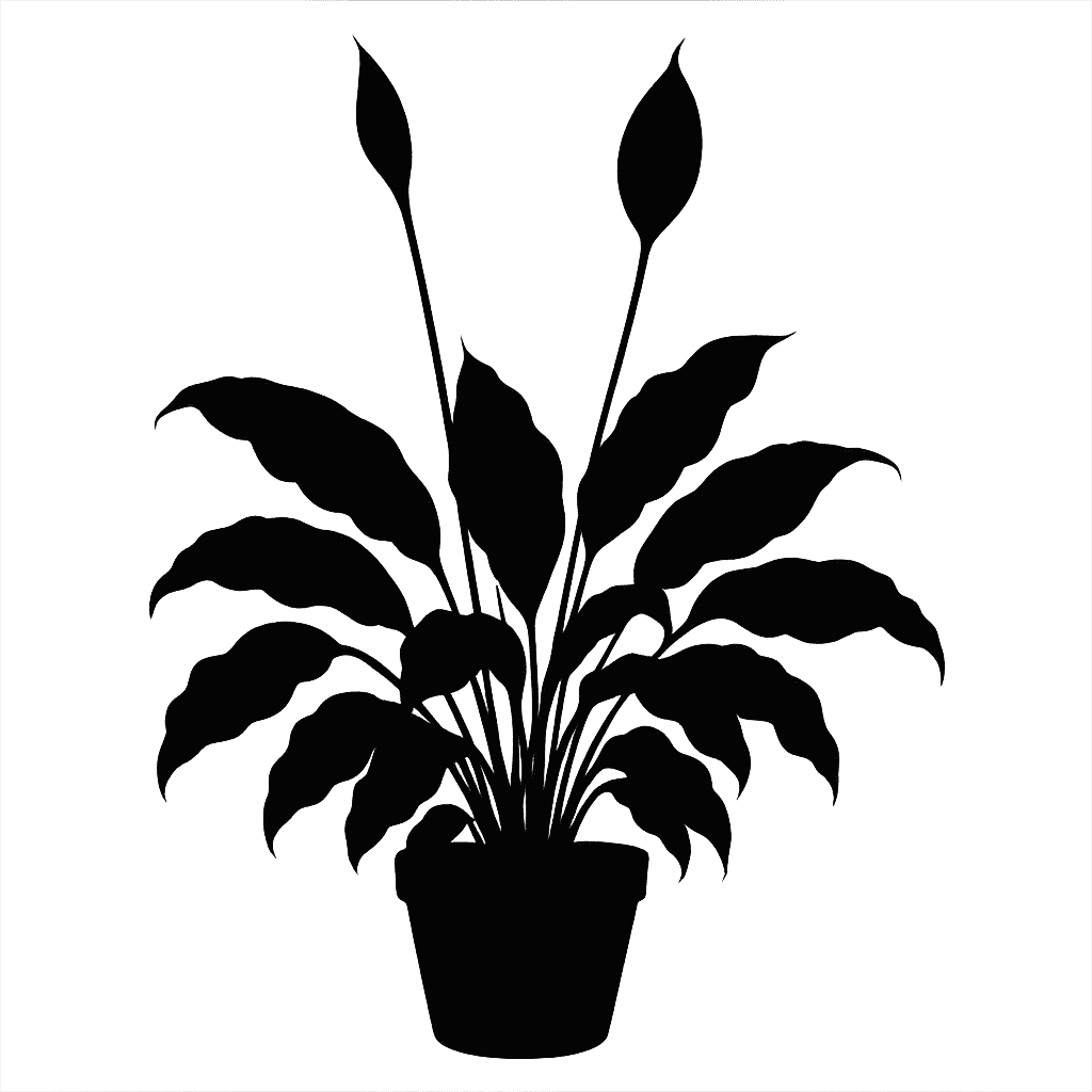 Spathiphyllum floribundum