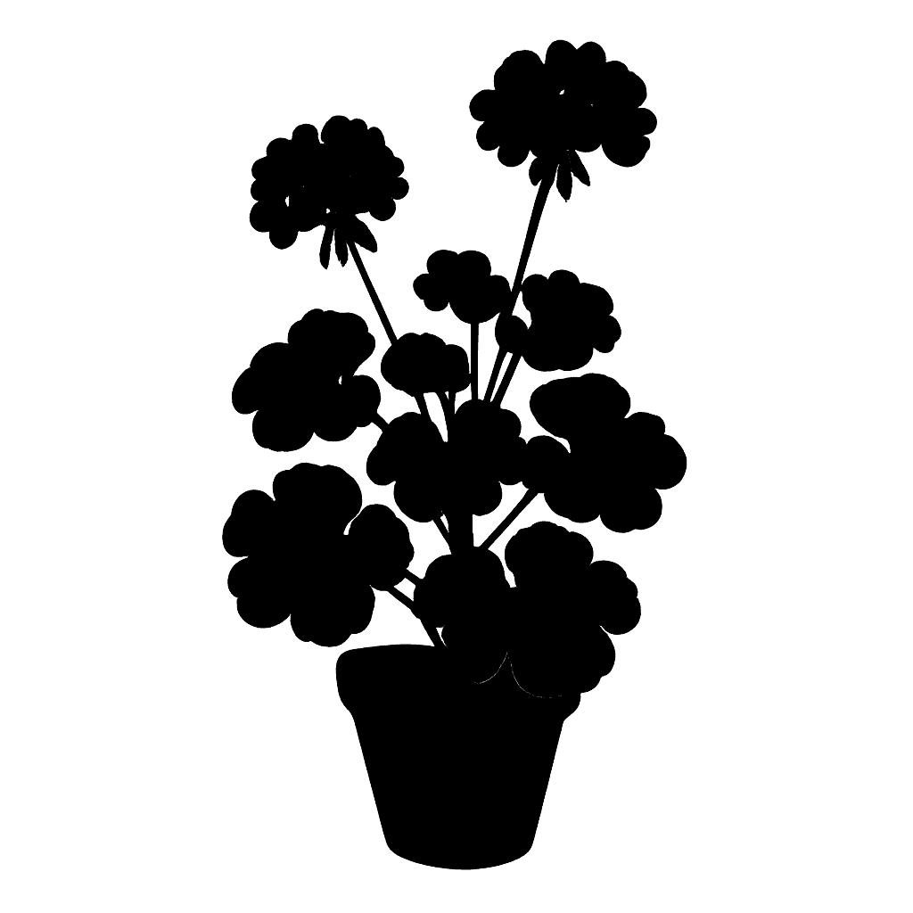 Pelargonium x hortorum