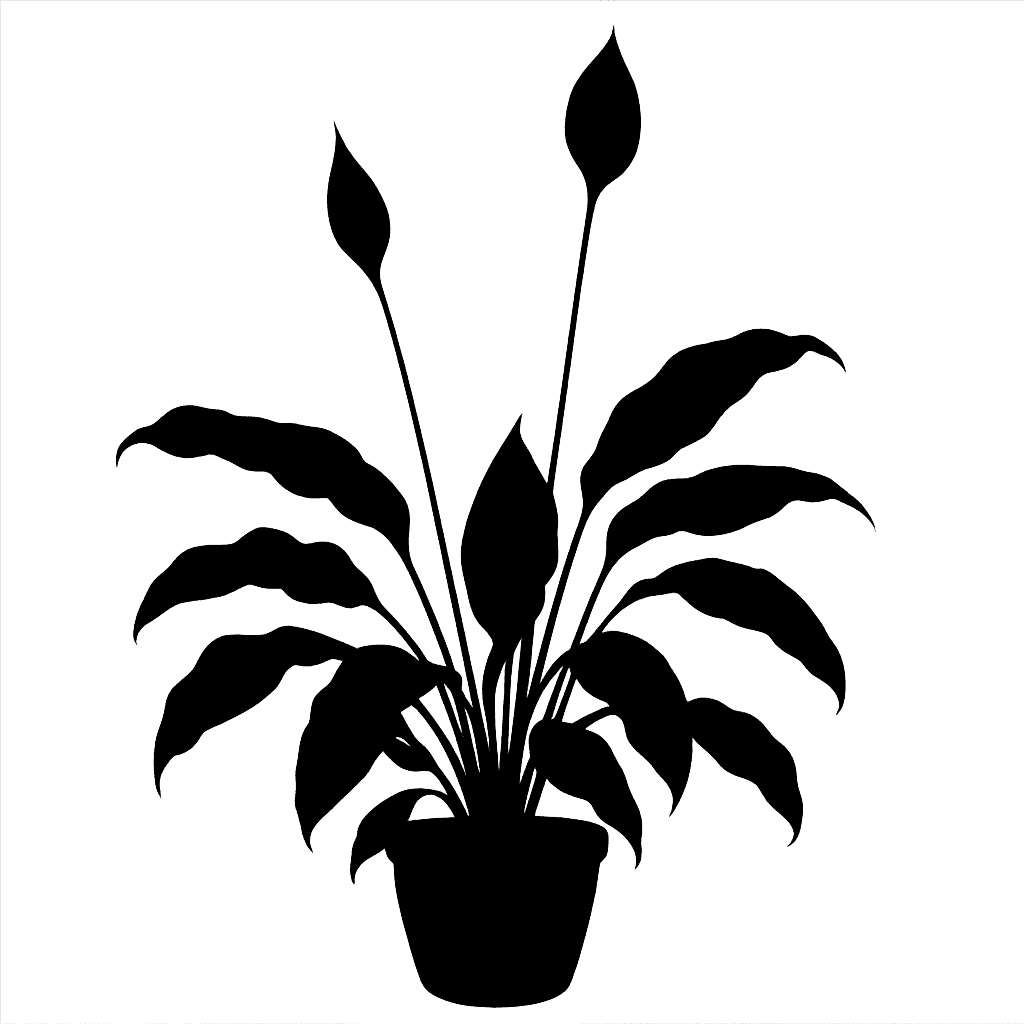 Spathiphyllum cochlearispathum