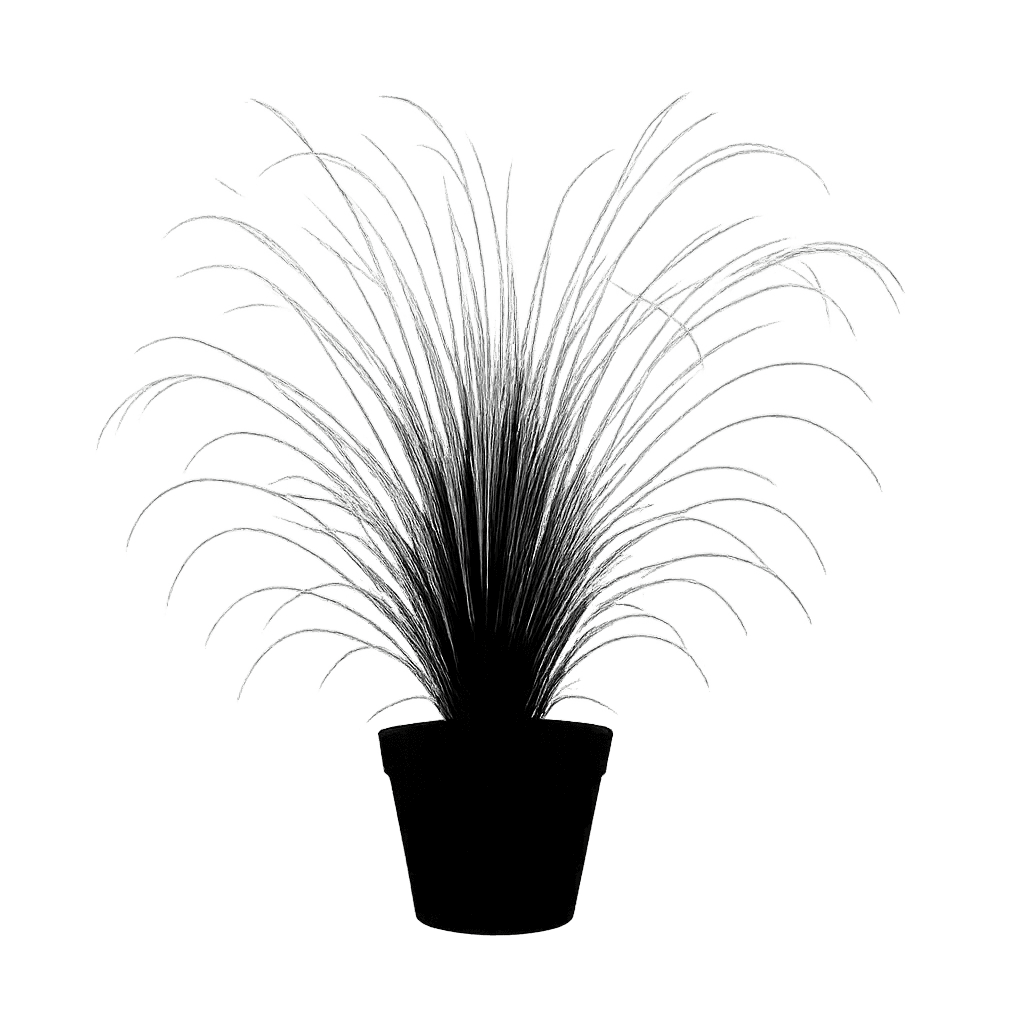 Nassella tenuissima