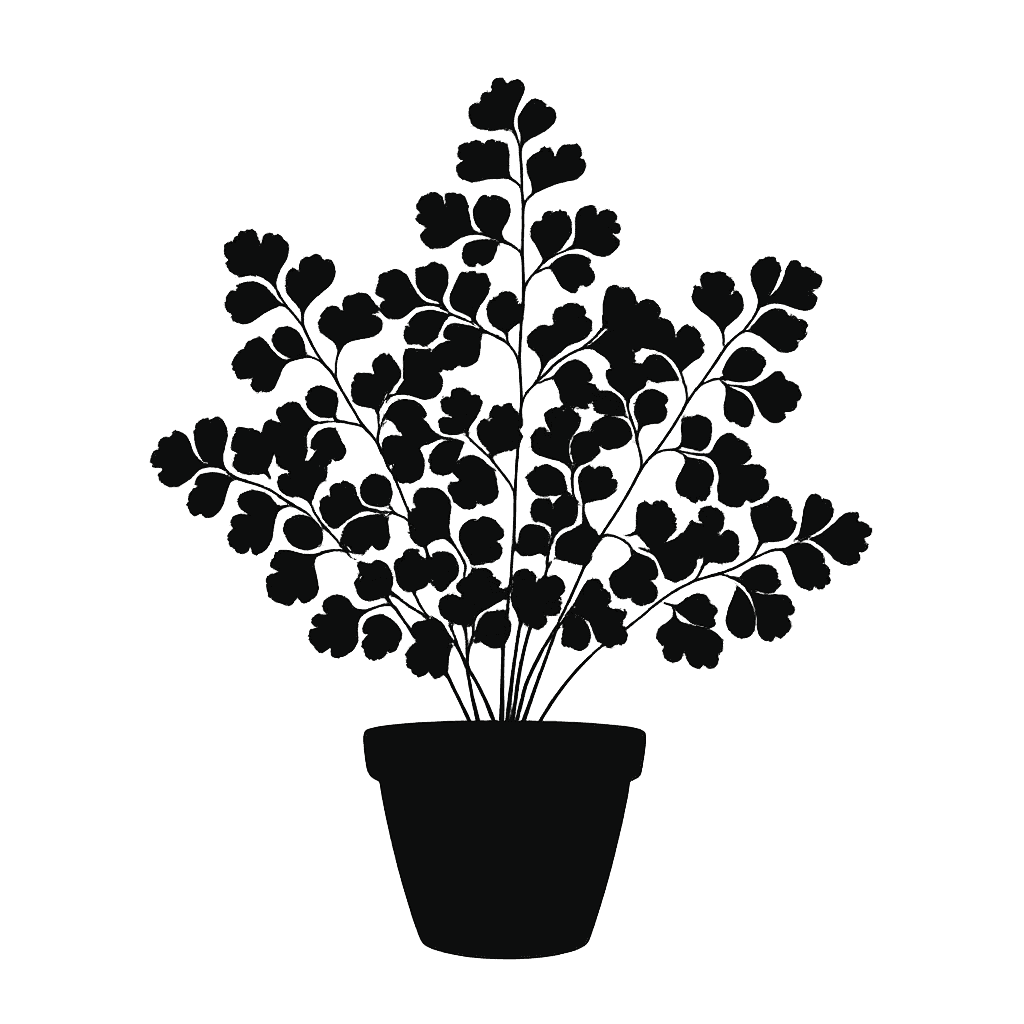 Adiantum adiantoides