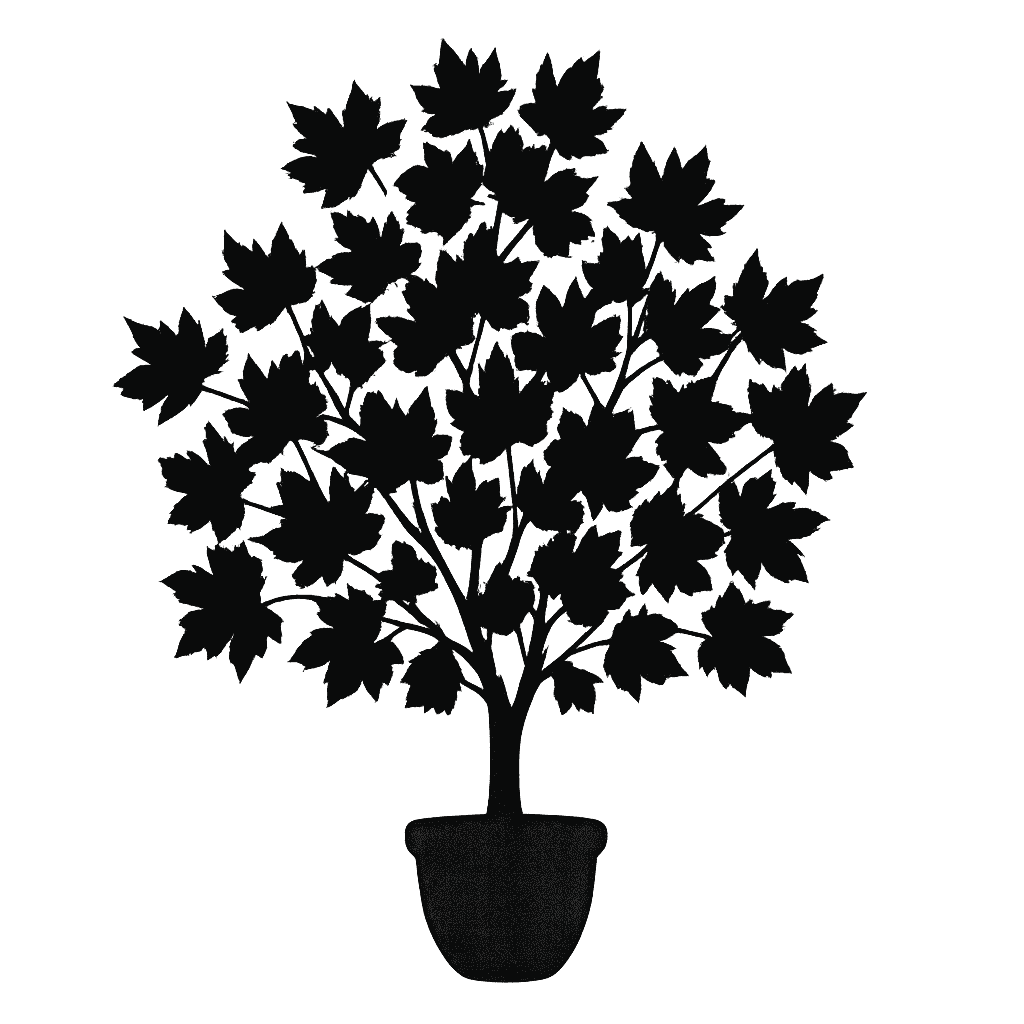 Platanus racemosa