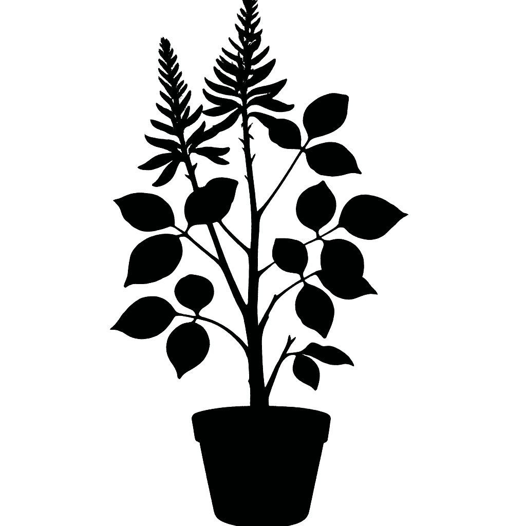 Erythrina schliebenii
