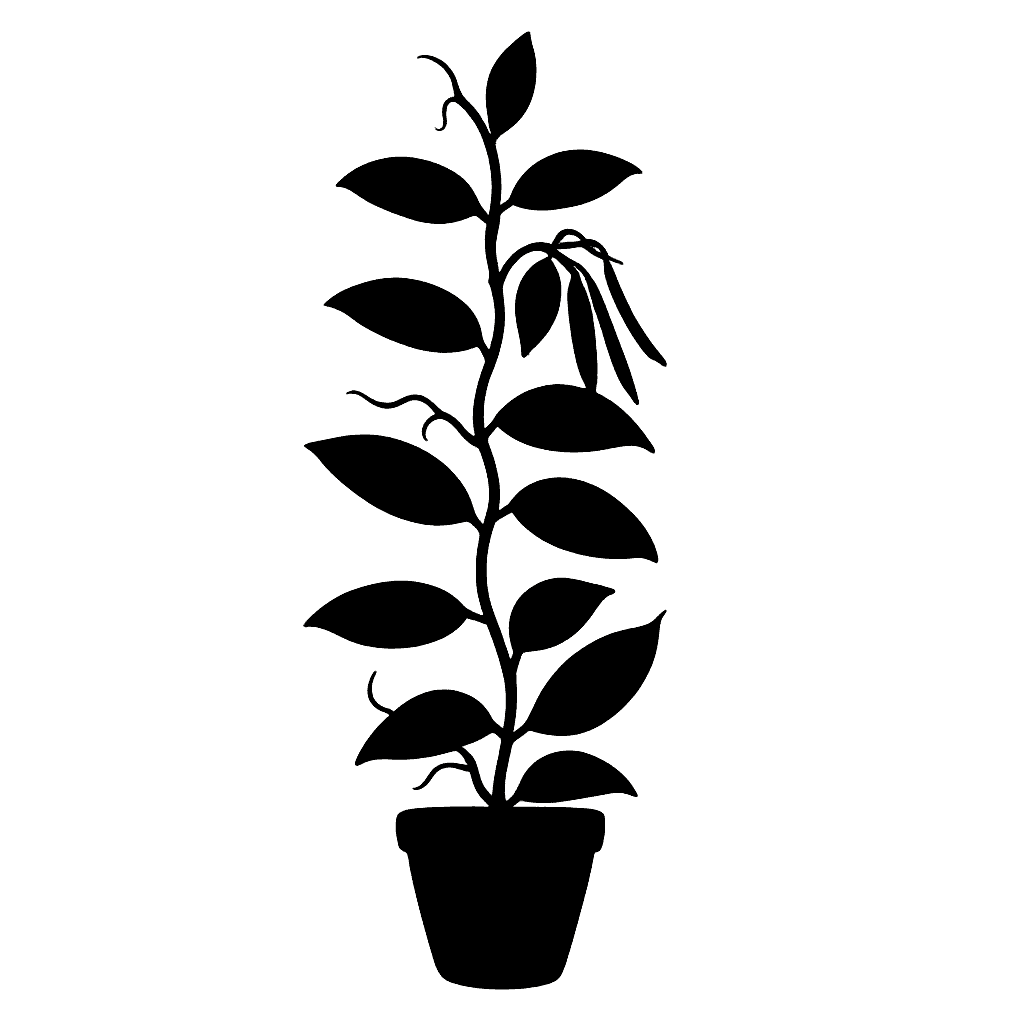 Vanilla planifolia