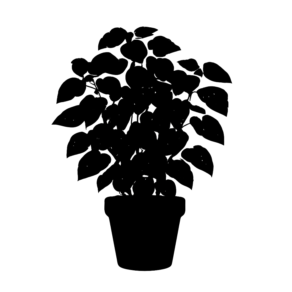 Hypoestes phyllostachya