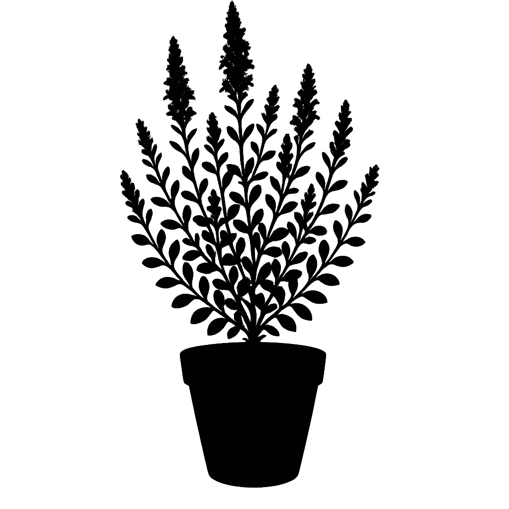 Selago trauseldii