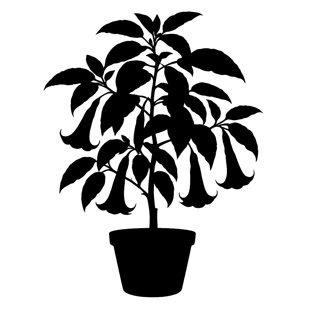 Brugmansia aurea