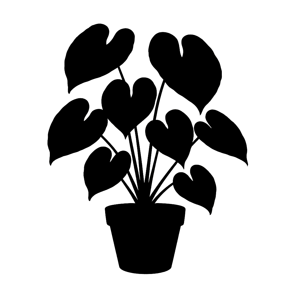 Anthurium clarinervium