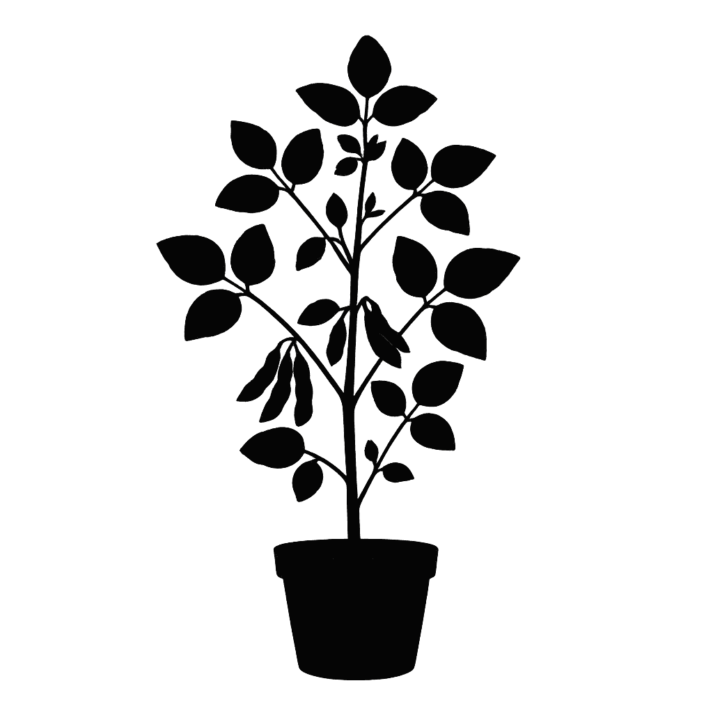 Glycine max