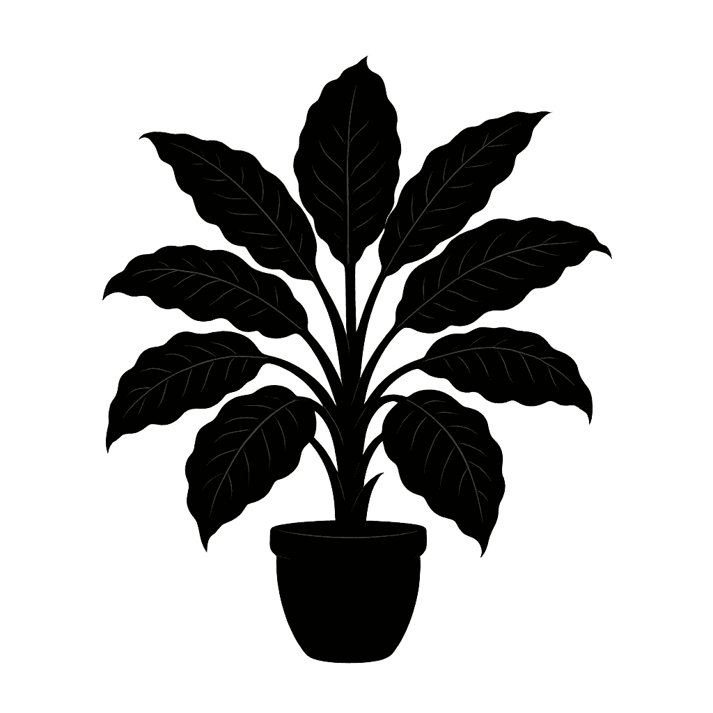 Dieffenbachia amoena