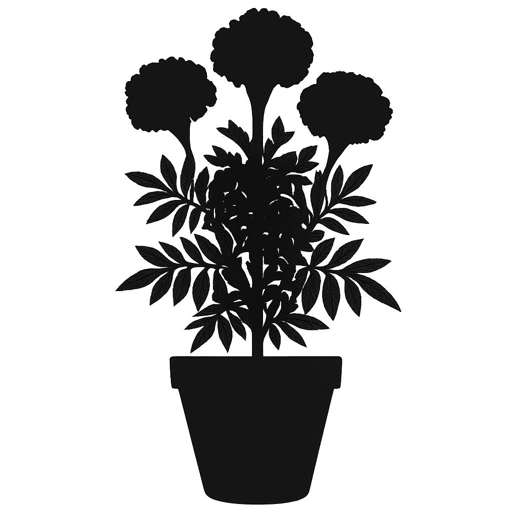 Tagetes lunulata