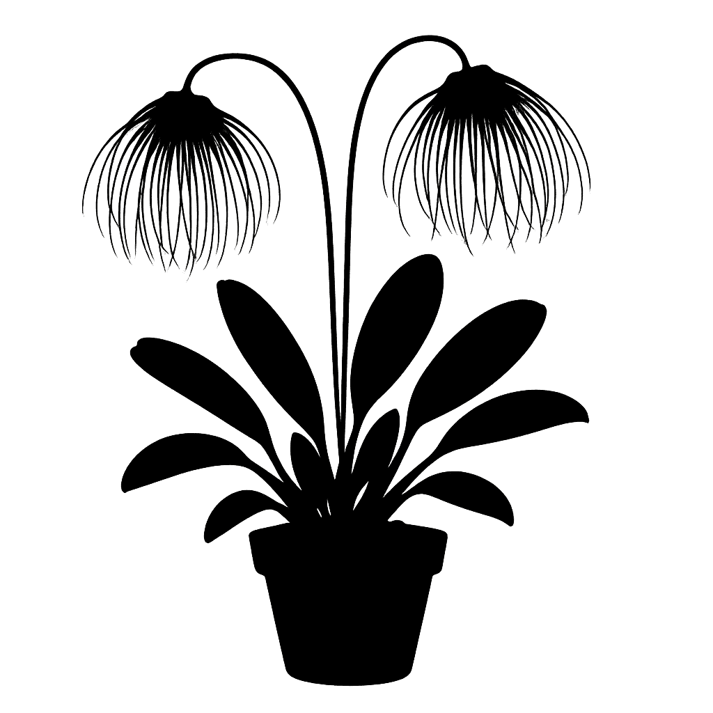 Bulbophyllum medusae