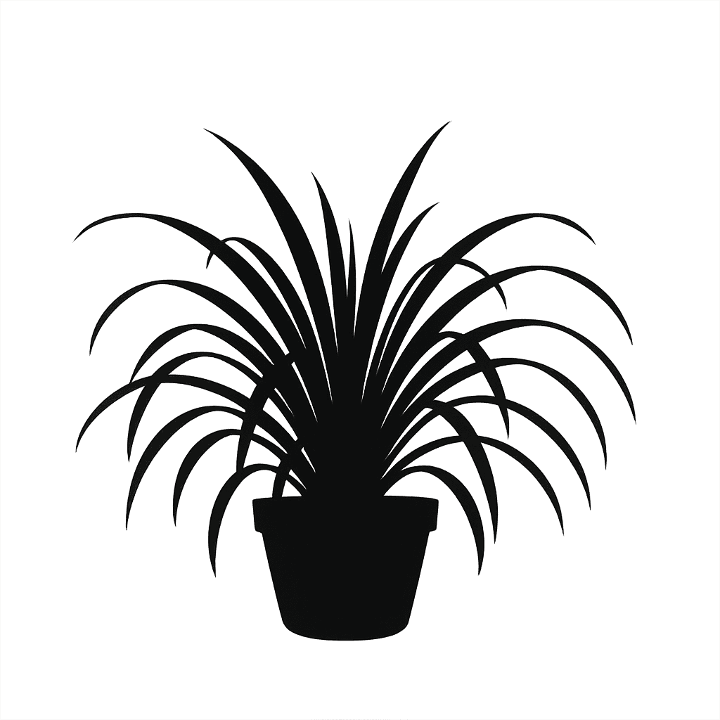 Chlorophytum comosum