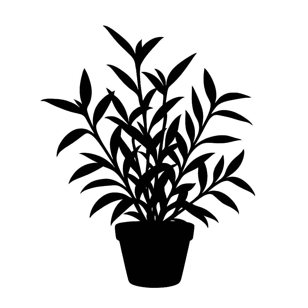 Tradescantia pallida