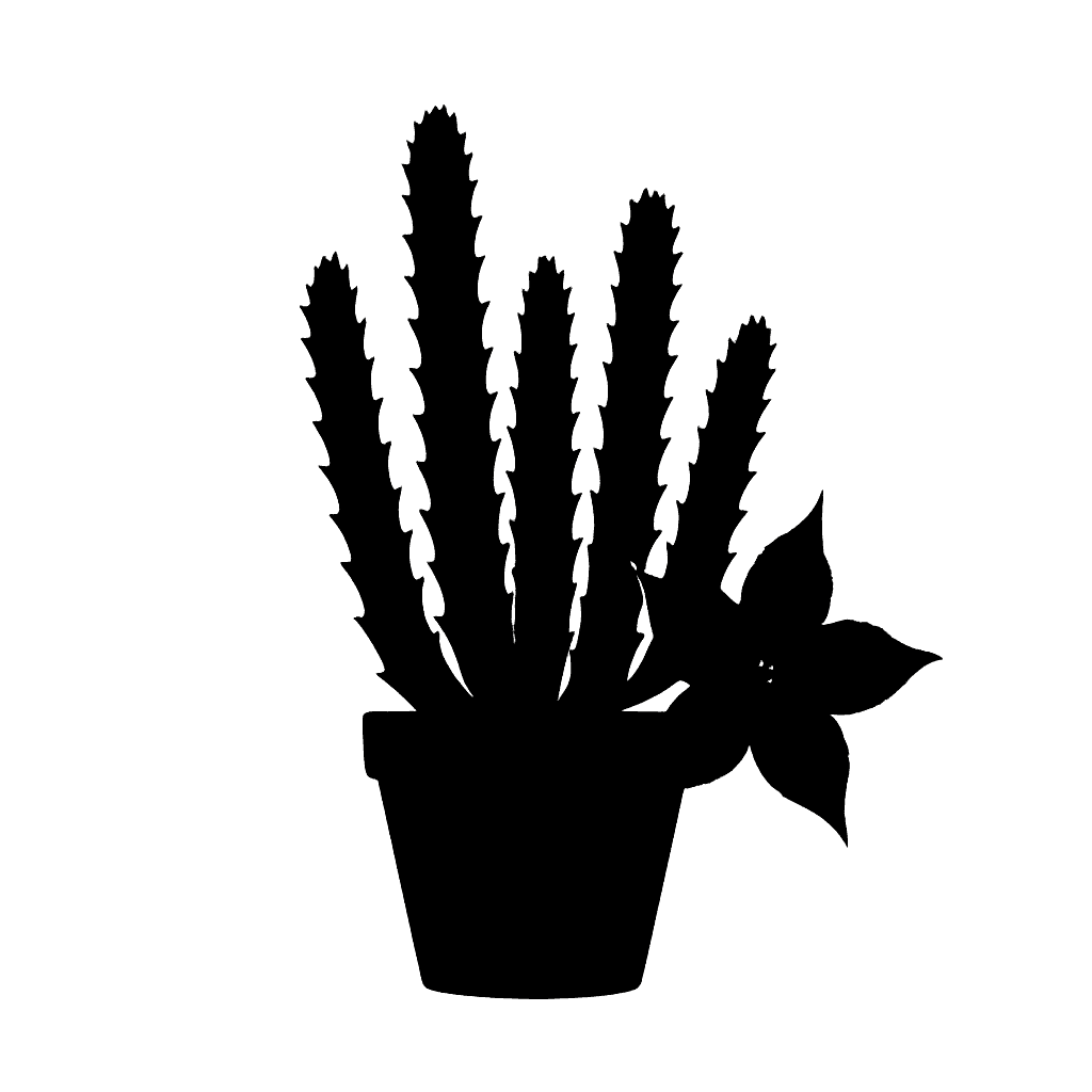 Stapelia grandiflora