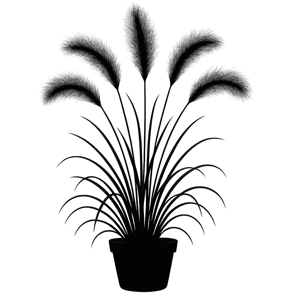Hordeum jubatum