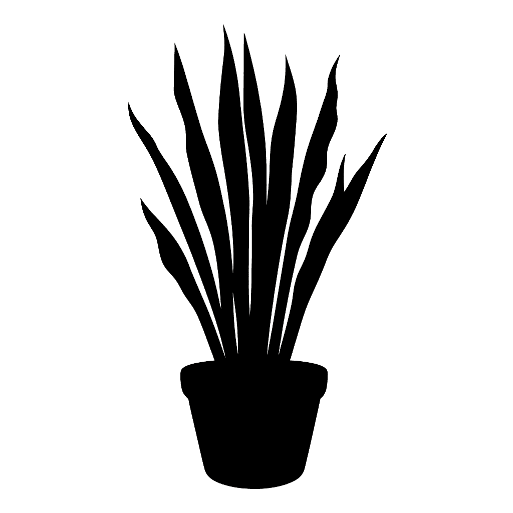 Sansevieria trifasciata