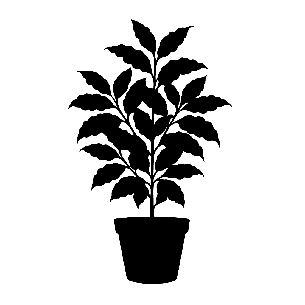 Coffea arabica