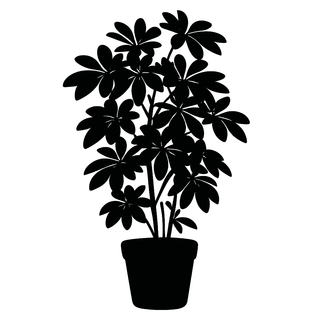 Schefflera arboricola