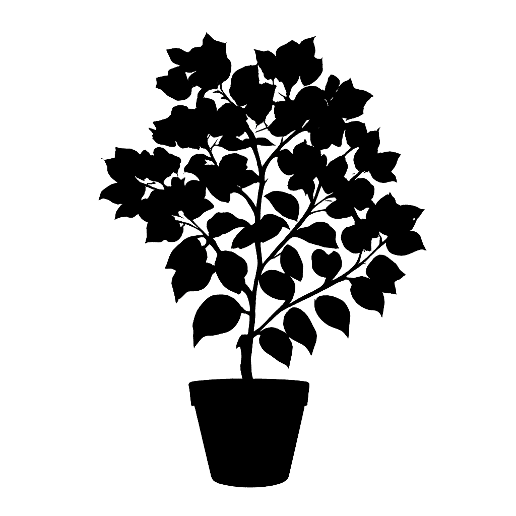 Bougainvillea × buttiana