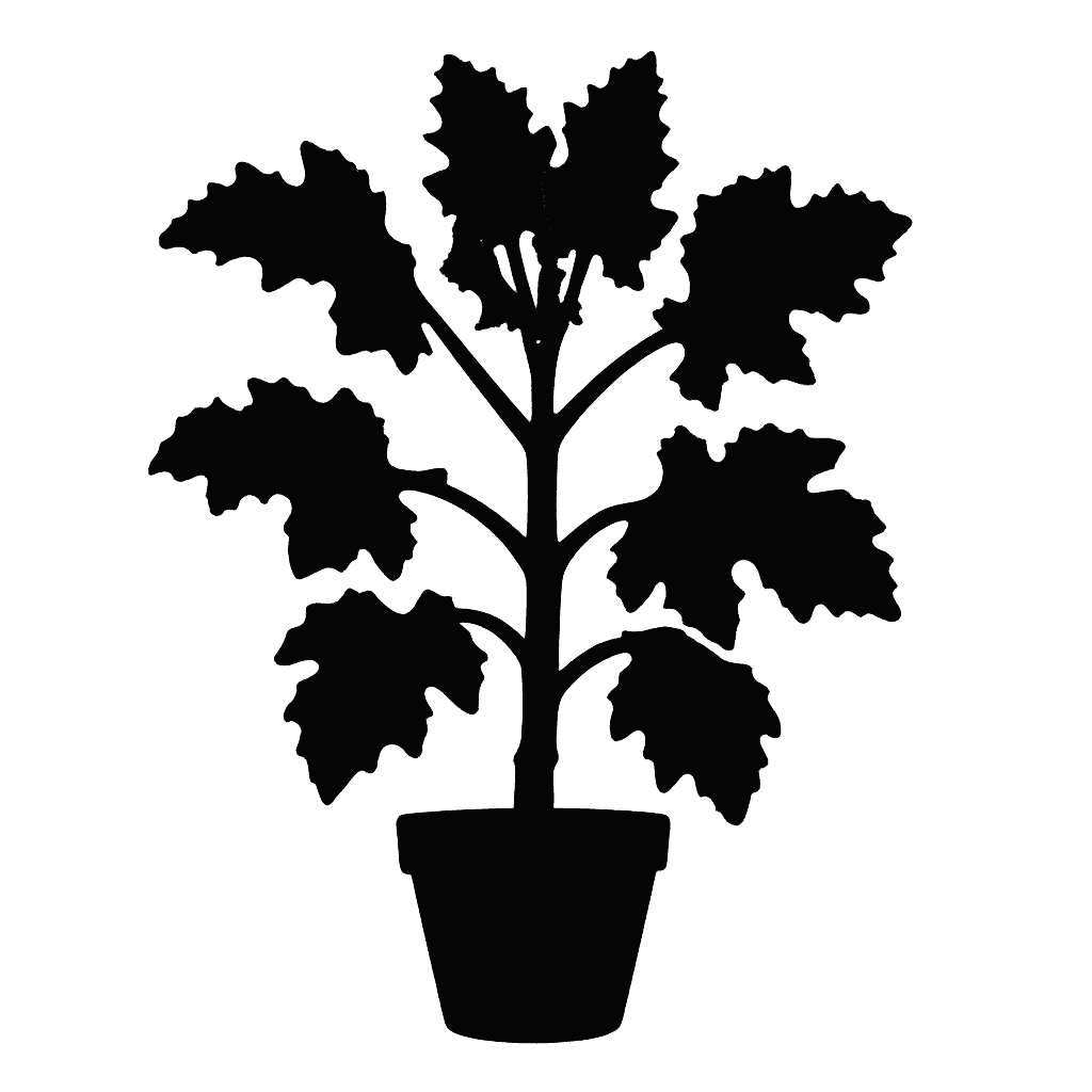 Kalanchoe beharensis