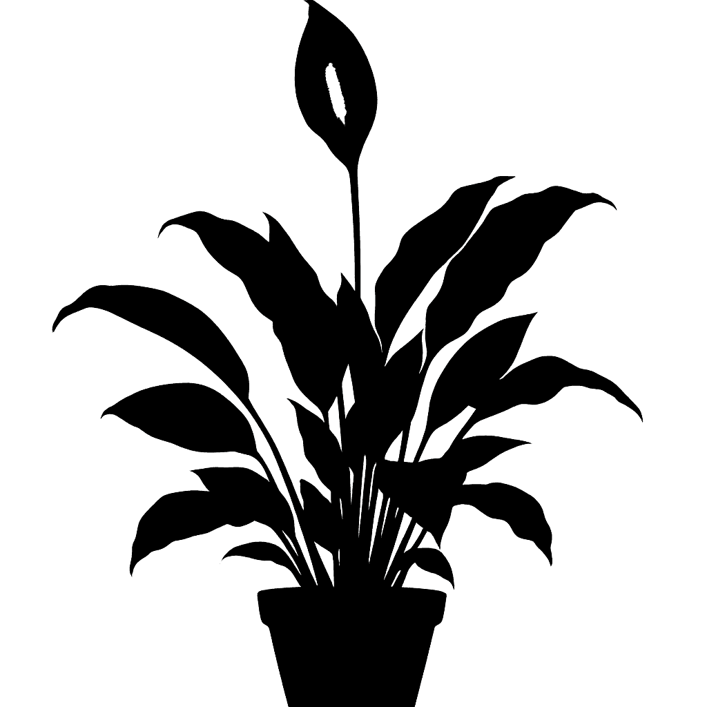 Spathiphyllum wallisii