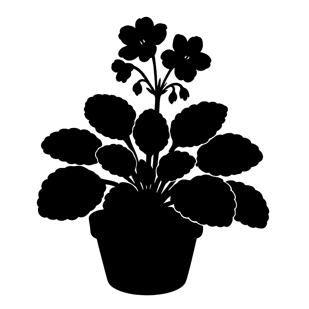 Saintpaulia ionantha