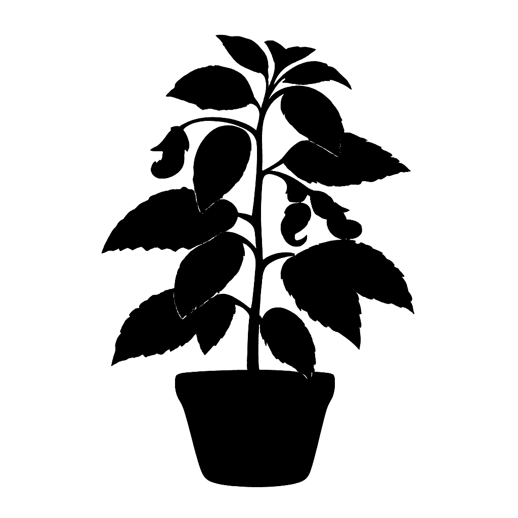 Impatiens niamniamensis