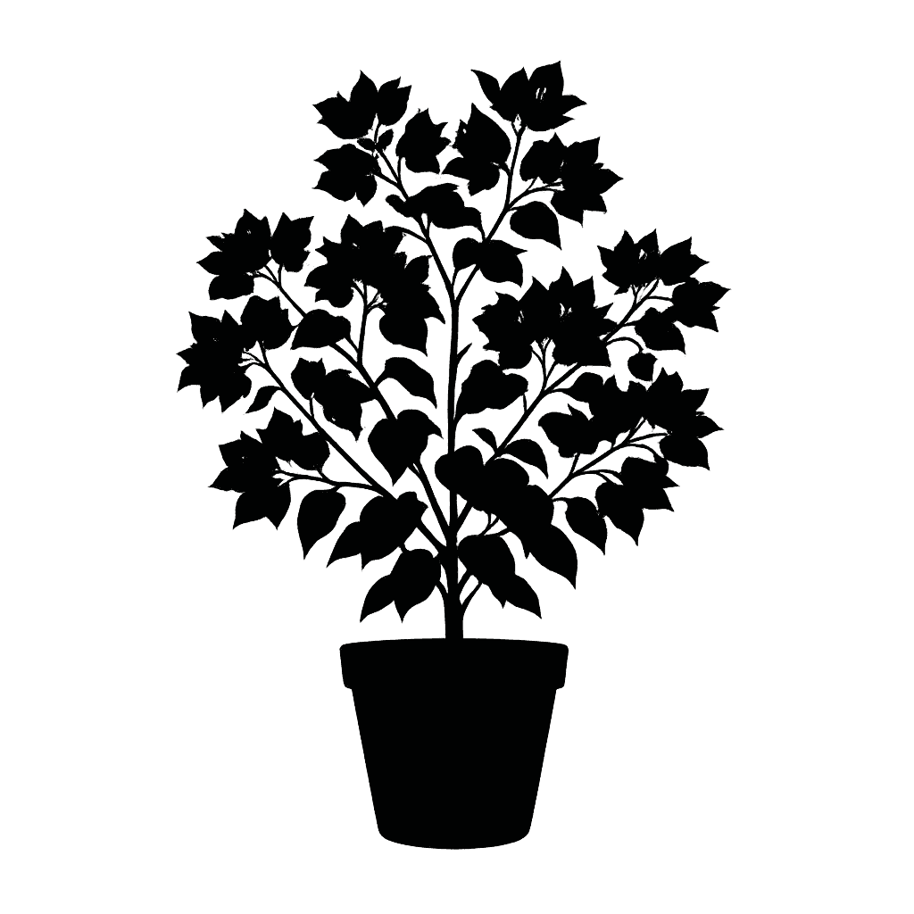 Bougainvillea spectabilis