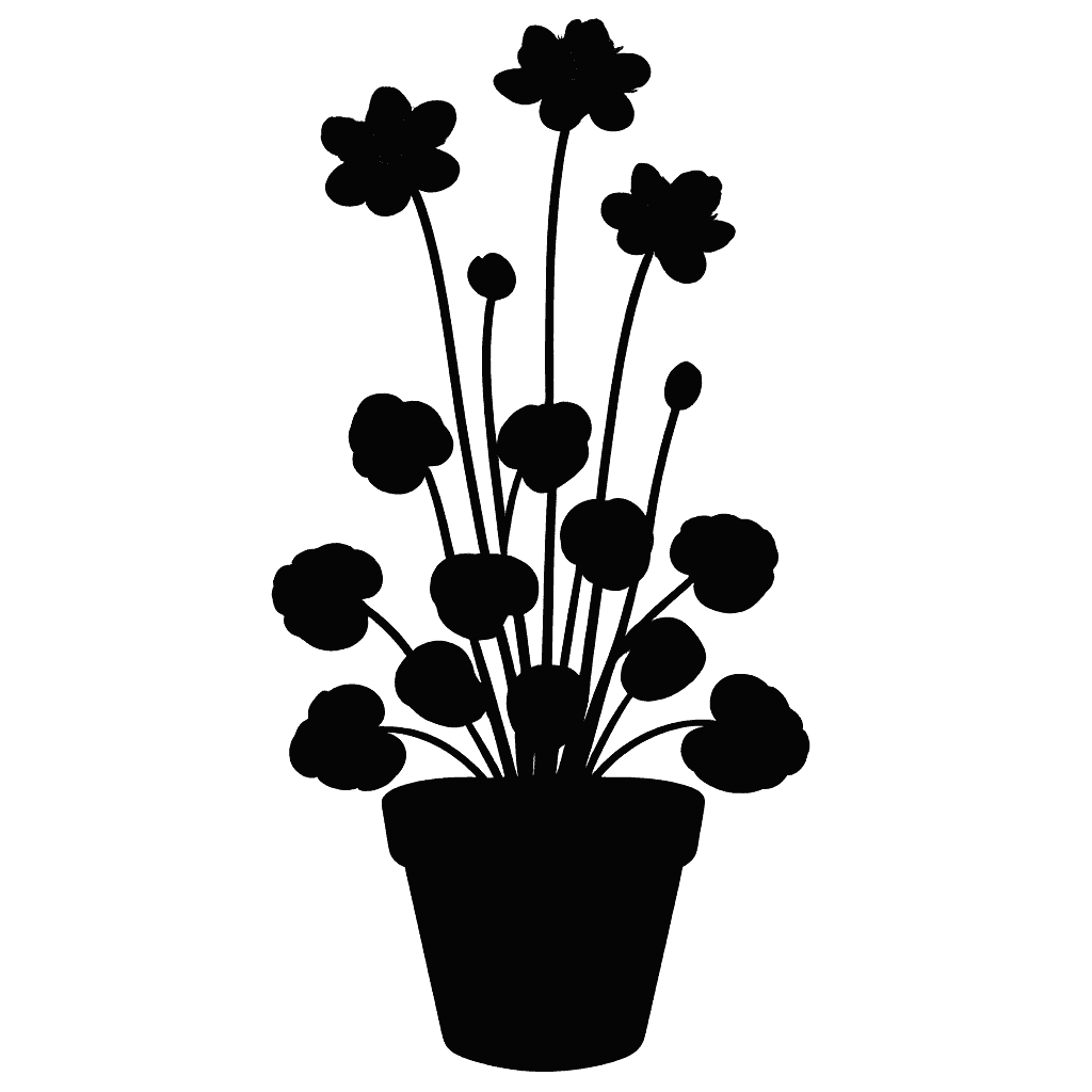 Parnassia asarifolia