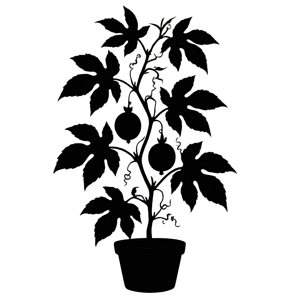 Passiflora edulis