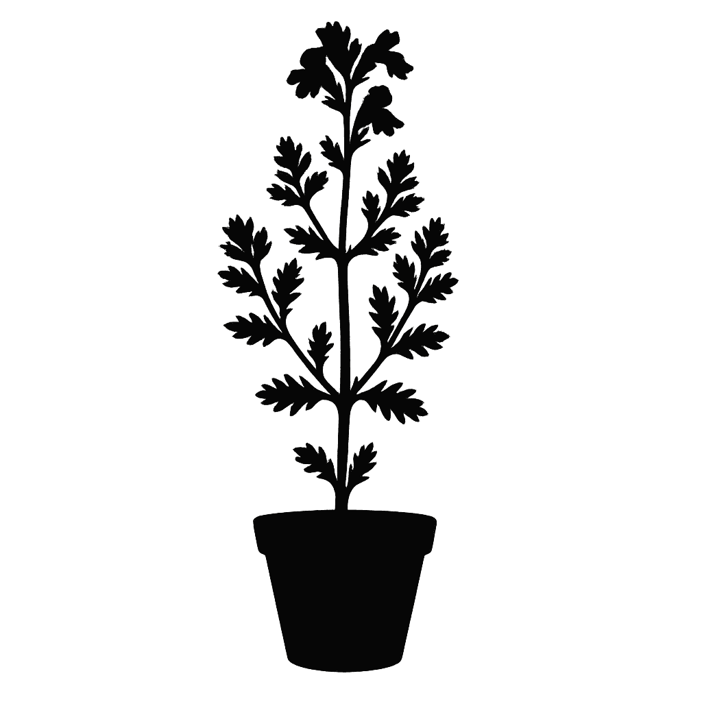 Euphrasia sevanensis