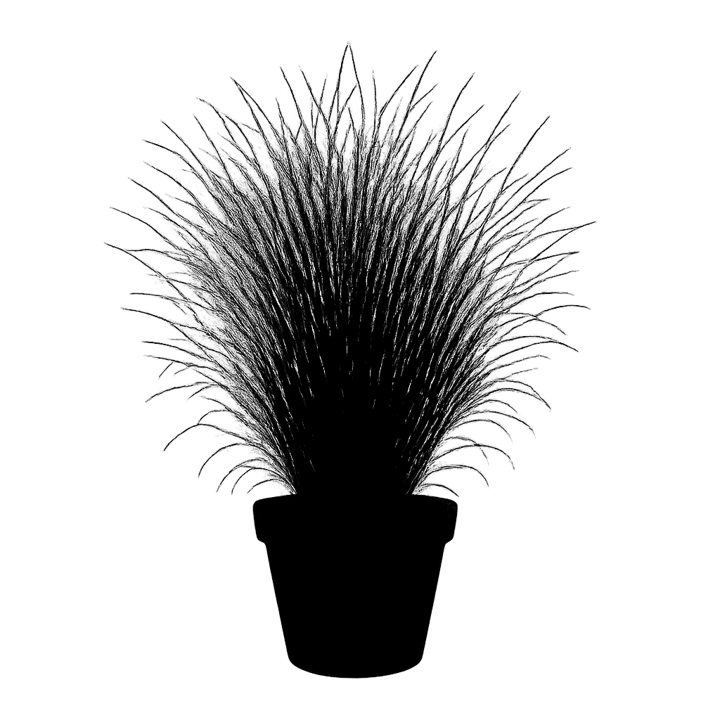 Muhlenbergia capillaris