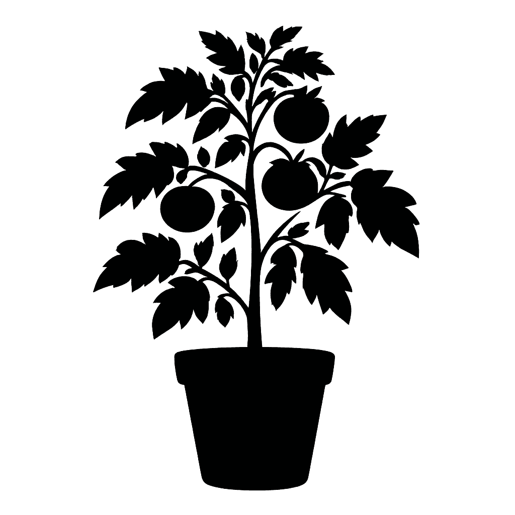Solanum lycopersicum
