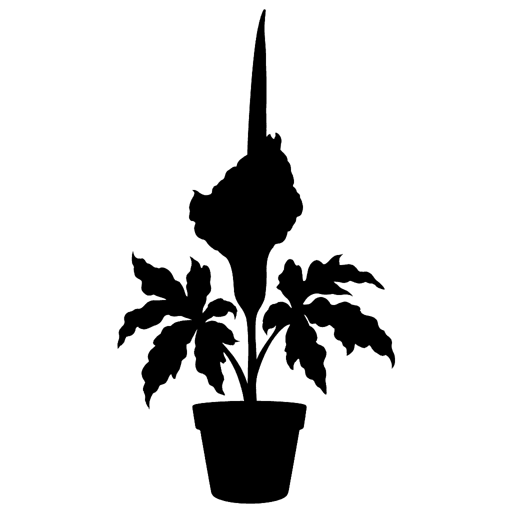 Dracunculus vulgaris